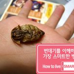 <b>번데기</b>의 참모습