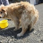 사진有) 일본 후쿠시마 폐쇄지역 애완동물들 아귀지옥 현장.