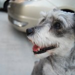 (사진맛뵈기有) 오남매와 세 견공들 <b>part</b> 3