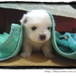 요런 <b>애완</b>동물 분양받고싶어요~