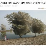 거미가 만든 <b>솜사탕</b> 나무