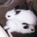 이거는 내 토끼다 2탄 (사진 有)