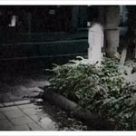 인면견 이야기.
