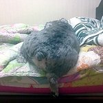 저희집 '개'를 소개합니다.