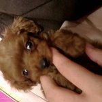 <b>울집</b> 강아지 이름은..