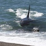 ★★9탄 심해의 마지막 종지부,미스테리포함