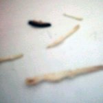 동원참치 캔안에서 참치<b>내장</b>과뼈 충격입니다..