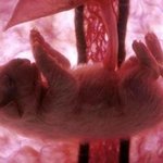 신비한 동물들의 <b>뱃속</b> 태아 모습