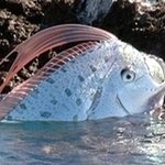 지진에 관련된 특이한 괴물같은 생명체.. ;;;