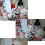 우리집고양이 하루
