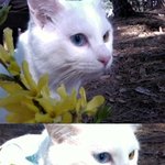 우리집고양이를소개합니다:p