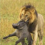 티몬 나좀 도와줘 <b>심바</b>가 괴롭혀....jpg