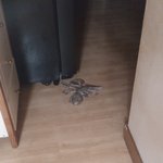 17세 여고생 맨손으로 낙지 뜯어잡은 사연ㅠㅠ