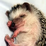 쿠우울~<b>zzz</b>