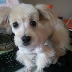 사진]우리오빠의 개님 사랑에 대한 이야기