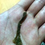 <b>냉동</b> 해물완자를 먹었는데 썩은스폰지가 나왔어요 어케해야함..