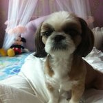 잃어버렸습니다ㅠ보신분들 연락 꼭 부탁드립니다(경기 의왕 오전동 시<b>츄</b>...