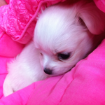 개념상실 애견샵... 제발 읽고 응징해주세요(사진有)