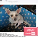 <b>사막</b>여우 한마리 분양받았습니다