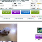 이런시간에는 야사하나정도 봐야지   야사<b>올림</b>