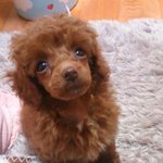 ★ 요놈이 내 <b>꼬맹이</b> ★