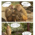 <b>s</b>라인보다 화장실이 급하다? 개코원숭이를 아시나요