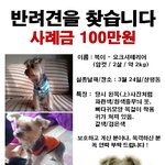 [경남 <b>진주</b>] 반려견을 찾습니다. 요크셔테리어 -사례금100만원