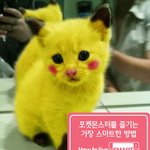 피카츄가 <b>요기</b>잉네?