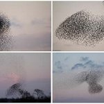 곰이번역한) ☞ <b>다섯</b>가지 믿기지 않는 자연현상