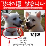 부산 동대신동 부근 스피츠 <b>수컷</b>3살 실종