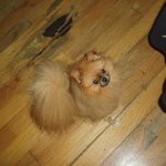 (사진有)개웃긴사진..ㅋㅋㅋㅋㅋㅋㅋㅋㅋ