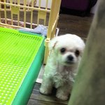 (사진 有)우리집 <b>홍삼</b>이를 소개합니다~ 조언좀 부탁드려요~