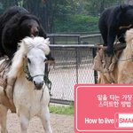 <b>백마</b>타는 흑형