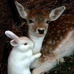 종을 뛰어넘는 <b>동물</b>들의 훈훈한 우정