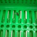 이 <b>벌레들</b> 정체좀 밝혀주시요