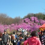 주말에 남친이랑 진달래도 보고 곱창에 와인도 마셨어요. 와인은 공짜로