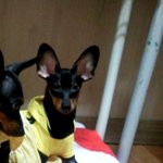 경기도화성시 서신면 (강아지를 찾습니다)