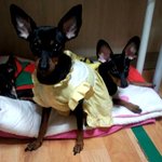 경기도/화성시/서신면(강아지를 찾습니다!!)