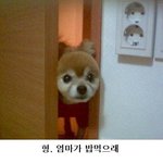엄마가 밥먹으래(교훈이 있는 알찬 유머ㅋㅋ)