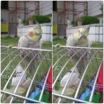 대구 수성구 <b>응가</b>를 찾습니다!!!