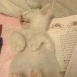●우리집 고양이 소개함●