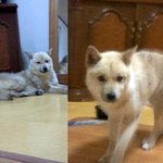 정말사랑으로 키워주실 주인을찾아요(대구경북)