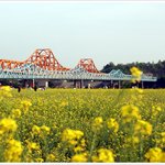 창녕 <b>남지</b> 유채꽃축제