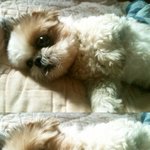 강아지 찾아주었음!!!!!!!!!! <b>but</b>!!!!!!!!!!!!