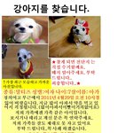 강아지를 찾습니당 ㅠㅡㅠ