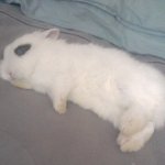 우리<b>토끼</b>가 나닮아서 귀여움ㅋㅋㅋㅋㅋㅋㅋㅋㅋㅋㅋㅋㅋㅋㅋㅋㅋㅋ