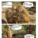 짠돌이 개코<b>원숭이</b>의 대화..이야기~