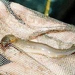 사람 몸속에 사는 <b>식인</b> 물고기 칸디루(candiru)