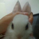 사진有)토끼를 따라하려다가..