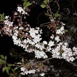 남친이랑 여의도 벚꽃구경~ 룰루~